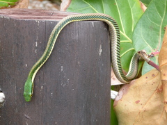 Leptophis mexicanus