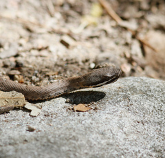 Crotalus willardi willardi