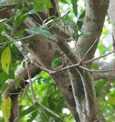 Todus multicolor
