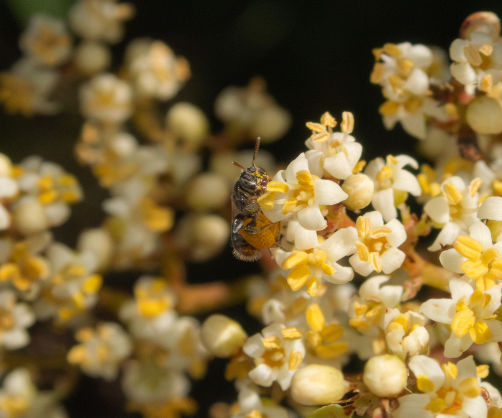 Rhus Fairy Bee