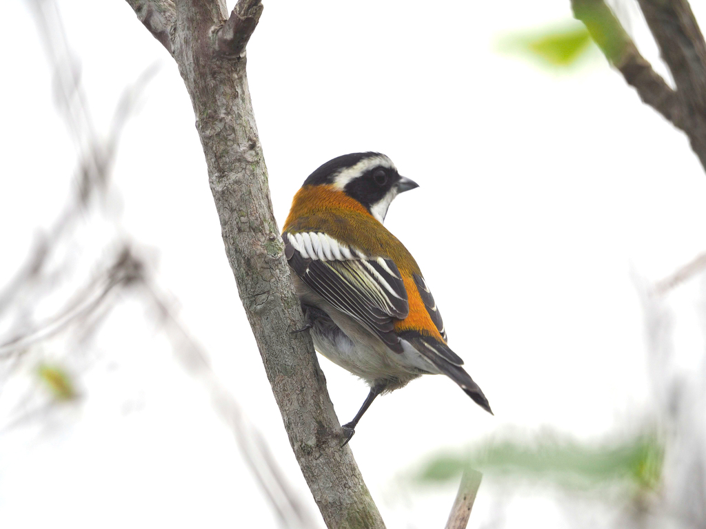 Western Spindalis (Cuban)