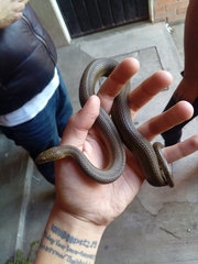 Thamnophis melanogaster