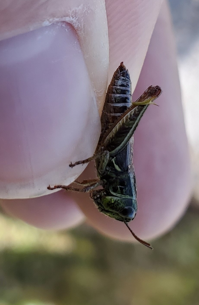 Bogotacris casanare