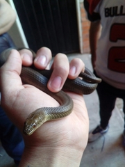 Thamnophis melanogaster