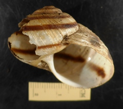 Humboldtiana chisosensis image