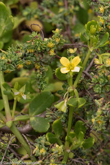 Roepera billardierei