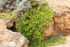 Roepera billardierei