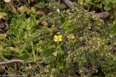 Roepera billardierei