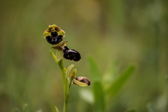Ophrys exaltata
