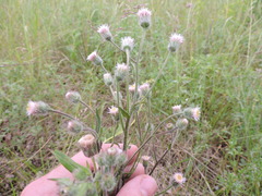 Erigeron acris podolicus