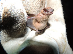 Dwarf Dog-Faced Bat photo 3