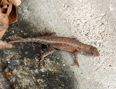 Sceloporus nelsoni