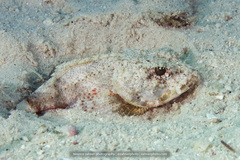 Mushroom Scorpionfish photo 2