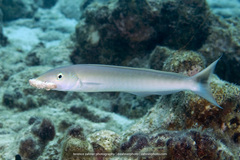 Malacanthus plumieri