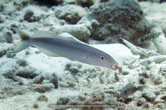 Malacanthus plumieri