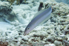 Malacanthus plumieri