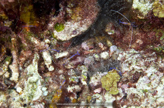 Ancylomenes pedersoni