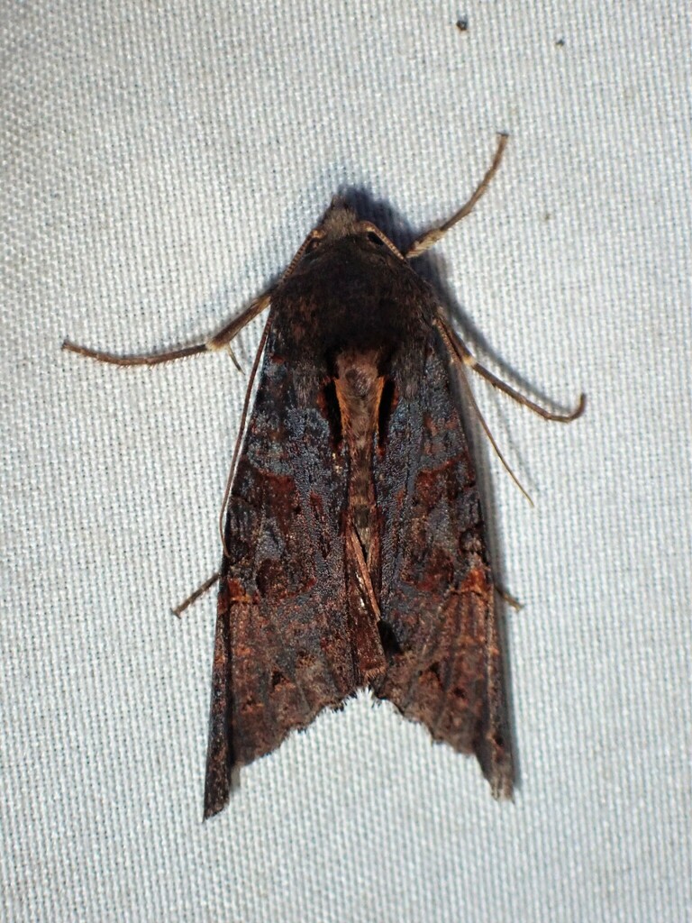 Owlet Moth