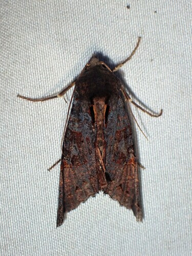 Phlogophora cabrali