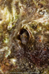 Hypsoblennius invemar