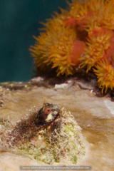 Parablennius marmoreus