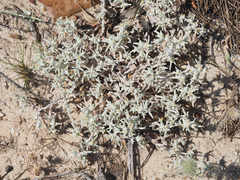Helichrysum tinctum