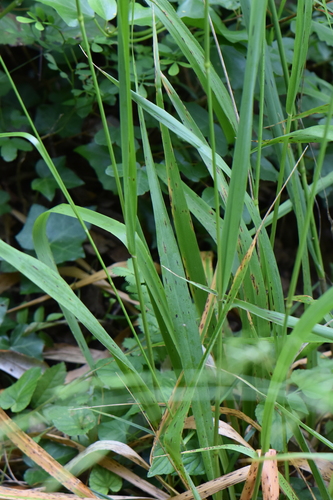 Image of Carex depauperata by (c) Franck Cabot, some rights reserved (CC BY)