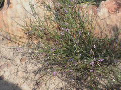 Polygala brachyphylla