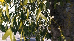 European Mistletoe (Viscum album)