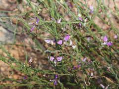 Polygala brachyphylla