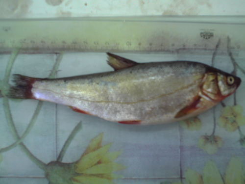 Anatolische voorn (Pseudophoxinus anatolicus) — Cyprinidae
