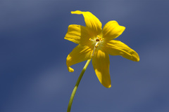 Erythronium tuolumnense