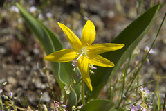 Erythronium tuolumnense