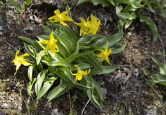 Erythronium tuolumnense