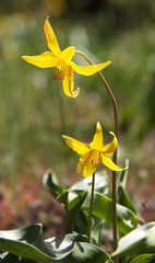 Erythronium tuolumnense