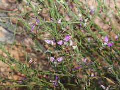 Polygala brachyphylla