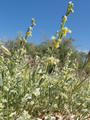 Pectocarya platycarpa
