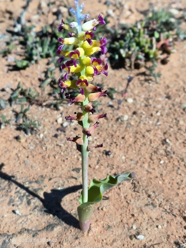 Image of Lachenalia framesii by (c) Ricus Nel, some rights reserved (CC BY)