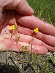 Tropidocarpum gracile