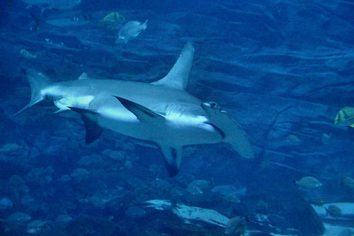 Sphyrnidae