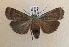 Abagrotis alternata