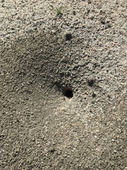 Myrmecocystus