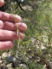 Festuca microstachys