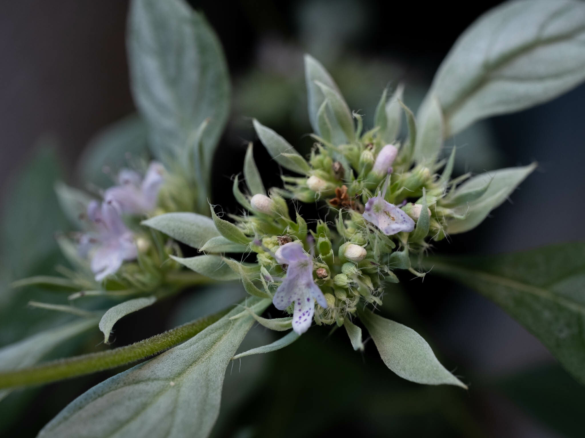 Pycnanthemum