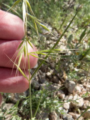 Festuca microstachys