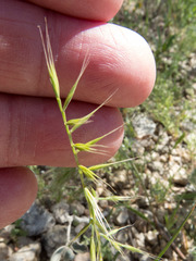 Festuca microstachys