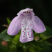Clinopodium - Photo (c) Alex Abair, some rights reserved (CC BY-NC), uploaded by Alex Abair