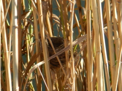 Acrocephalus gracilirostris