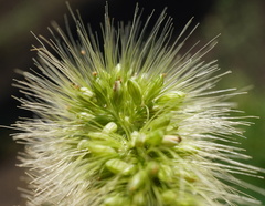 Ixophorus verticillatus (Ixophorus verticillatus)
