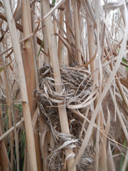 Acrocephalus gracilirostris